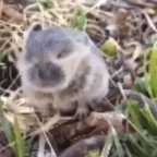 image/Memes/bunny-explosion-sylphie.gif
