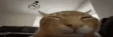 image/Memes/cat-exploding.gif