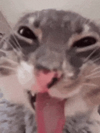 image/Memes/freaky-cat.gif