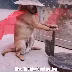 image/Memes/rise-trg-nation-samurai-dog.png
