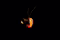 image/Memes/shrimp.gif